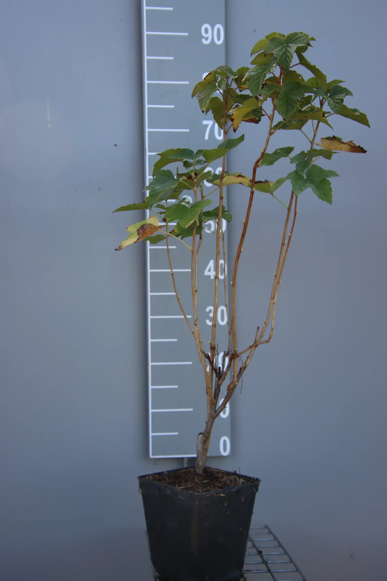 [TRTI3] ZWARTE BES 'TITANIA' (Blote wortel, 40-60 cm, 3/4 takken, .)