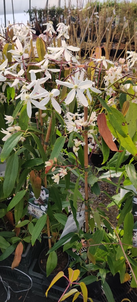 CLEMATIS ARMANDII (60-80 cm)