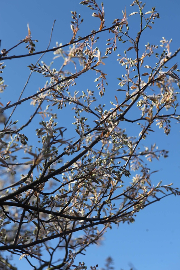 AMELANCHIER LAMARCKII