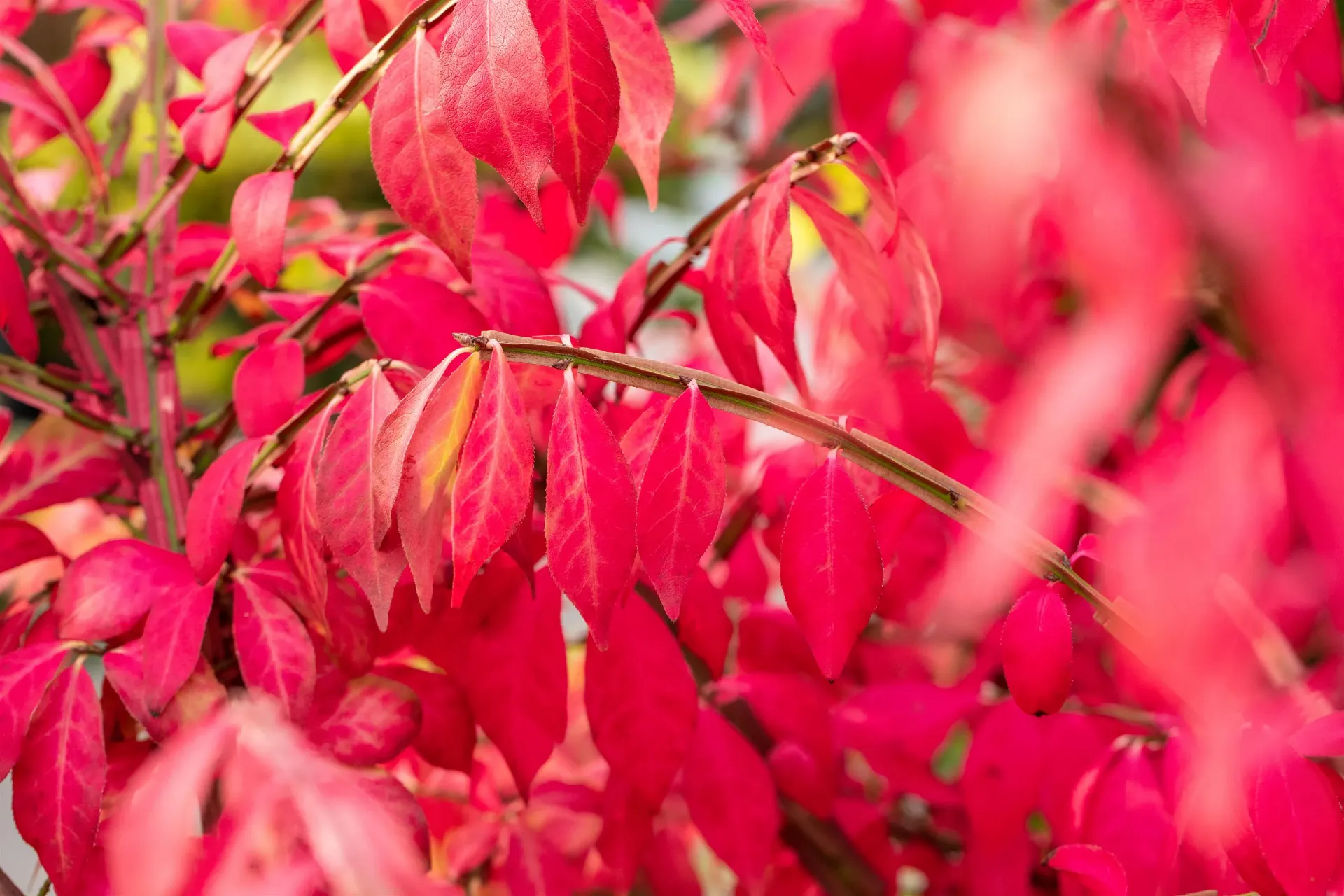 [EAL125KL] EUONYMUS ALATUS (Motte, 125-150 cm)