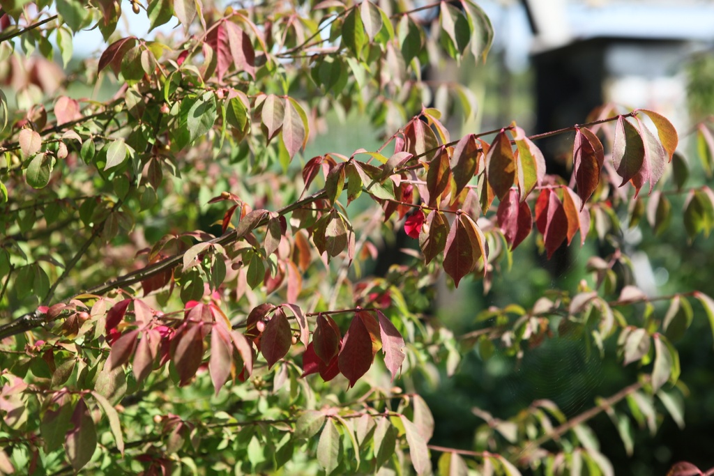 [EAL125KL] EUONYMUS ALATUS (Motte, 125-150 cm)