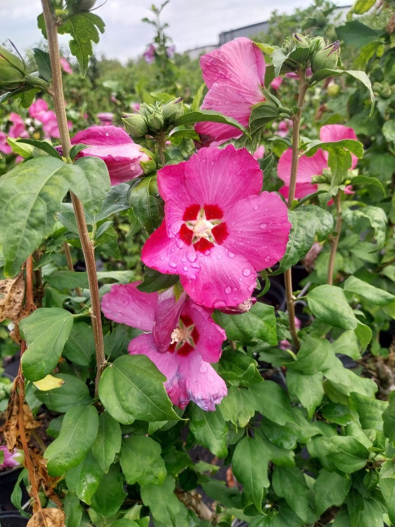 [HSWO100KL] HIBISCUS SYRIACUS 'WOODBRIDGE' (Kluit, 100 cm stam)