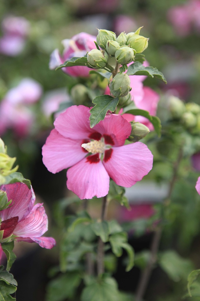 [HSWO100KL] HIBISCUS SYRIACUS 'WOODBRIDGE' (Motte, Tige 100 cm)