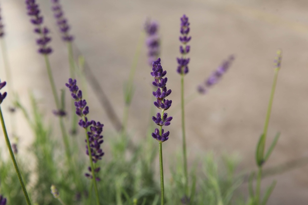 [LAVAHI] LAVANDULA ANGUSTIFOLIA 'HIDCOTE' (Pot 9 cm, 10-15 cm)