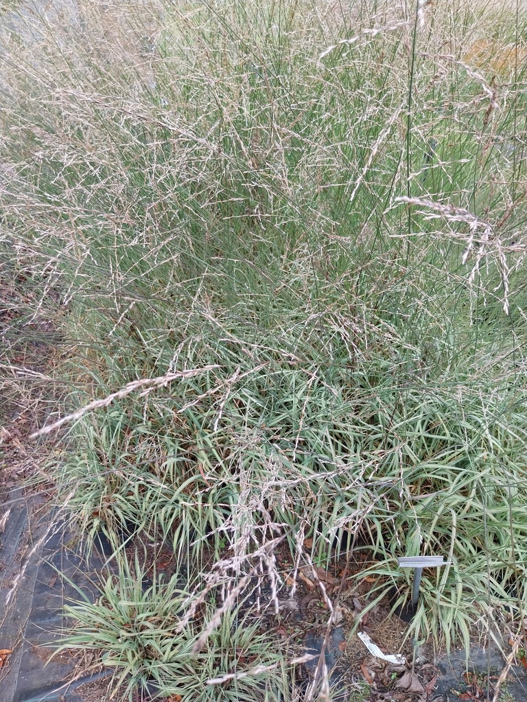 [MOLCCAC3] MOLINIA CAERULEA  'CARMARTHEN' (Pot 3 litres)