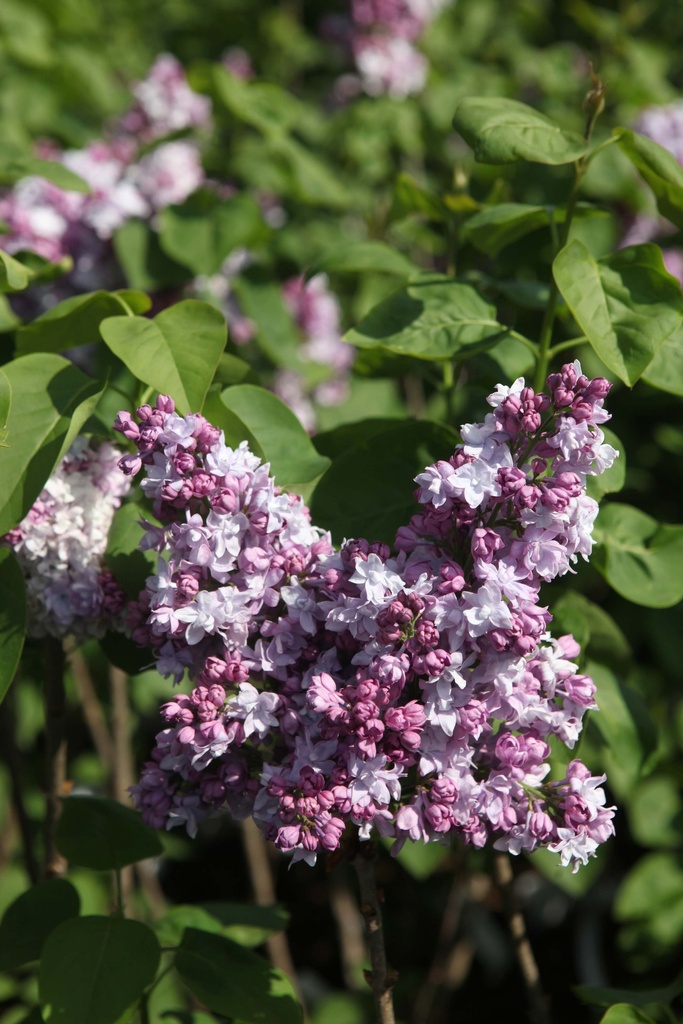 [SVKHA40C5] SYRINGA VULGARIS 'KATHERINE HAVEMEYER' (Pot 5 liter, 40-60 cm, 3/4 takken)