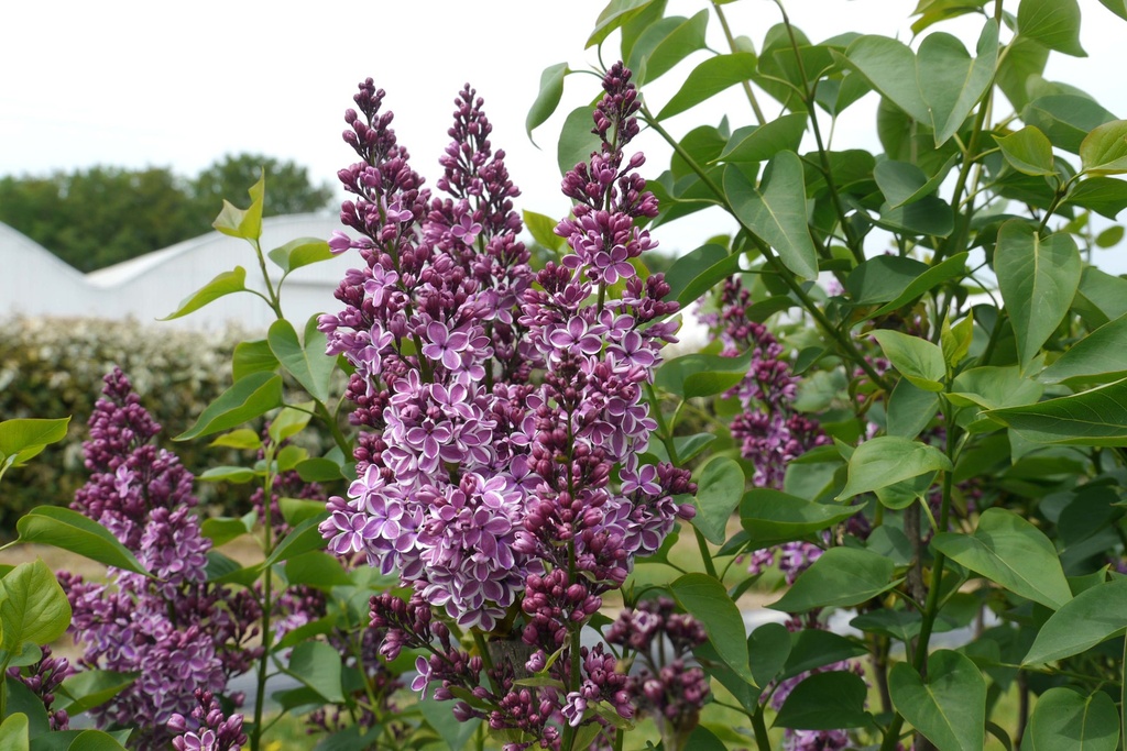 [SVSE40C5] SYRINGA VULGARIS 'SENSATION' (Pot 5 liter, 40-60 cm, 3/4 takken)