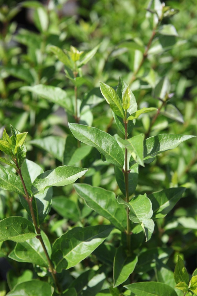 [LOV40T3] LIGUSTRUM OVALIFOLIUM (Blote wortel, 40-60 cm, 3/4 takken)