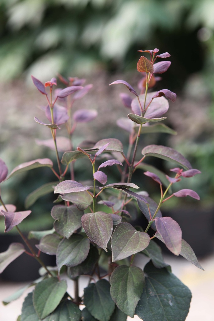 [CJROV200C15] CERCIDIPHYLLUM JAPONICUM 'ROTFUCHS' (Pot 15 litres, 200-250 cm)