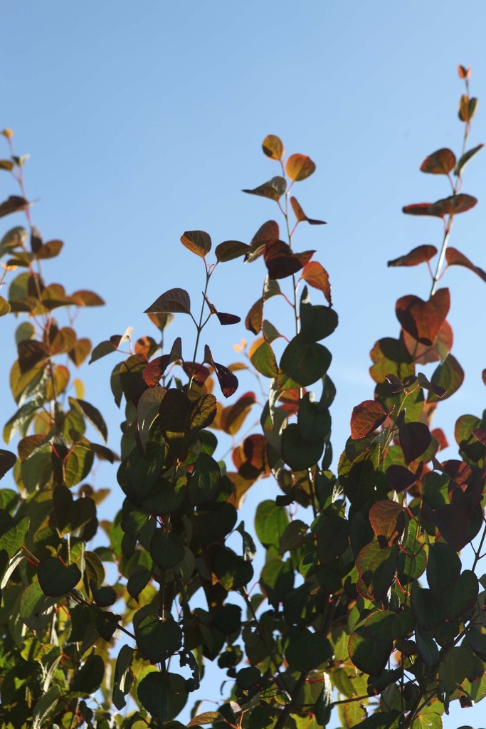 [CJA150KL] CERCIDIPHYLLUM JAPONICUM (Kluit, 150-175 cm)