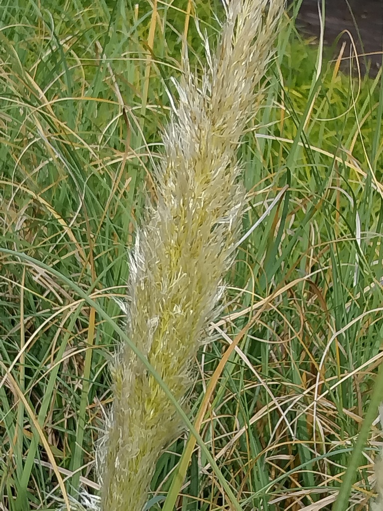 [CORSPUC3] CORTADERIA SELLOANA 'PUMILA' (Pot 3 litres)