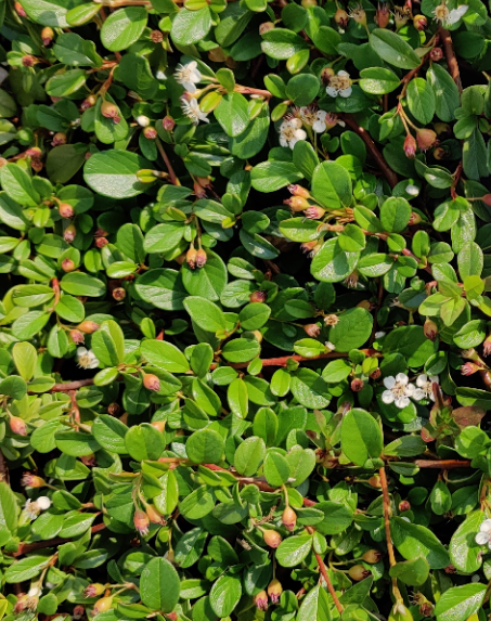 COTONEASTER DAMMERI