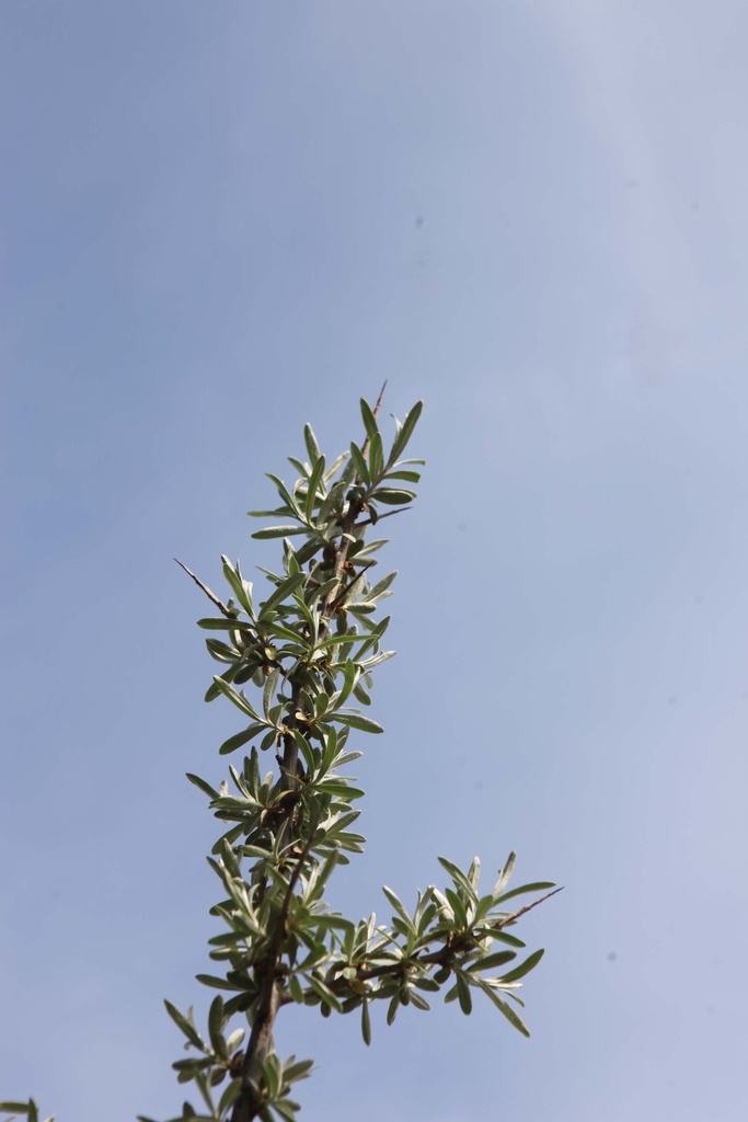 HIPPOPHAE RHAMNOIDES