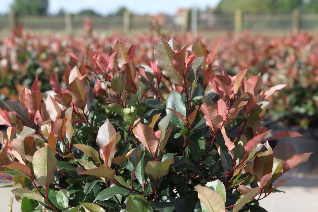[PFLRRO25C3] PHOTINIA FRASERI 'LITTLE RED ROBIN' (Pot 3 liter, 25-30 cm)