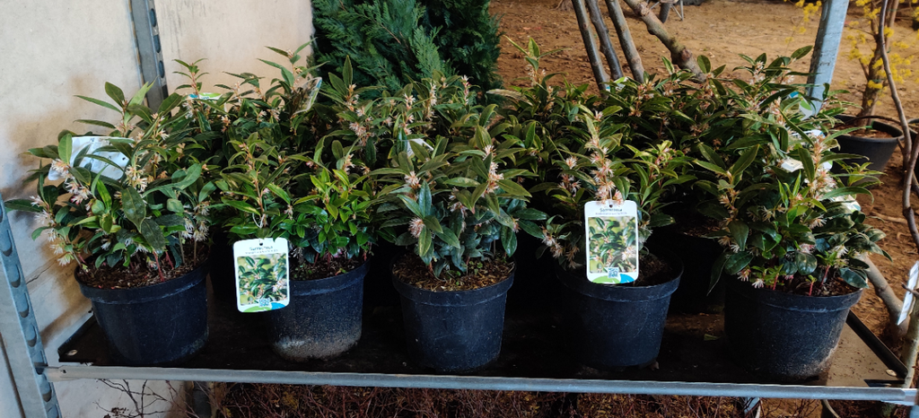 [SHHU25C3] SARCOCOCCA HOOKERIANA HUMILIS (Pot 3 liter, 25-30 cm)
