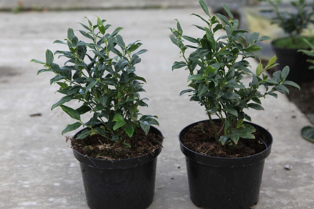 [SHHU25C3] SARCOCOCCA HOOKERIANA HUMILIS (Pot 3 liter, 25-30 cm)