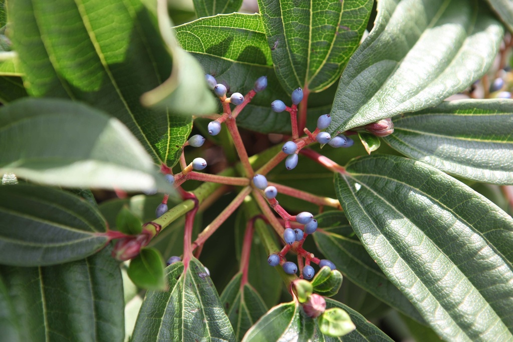 VIBURNUM DAVIDII