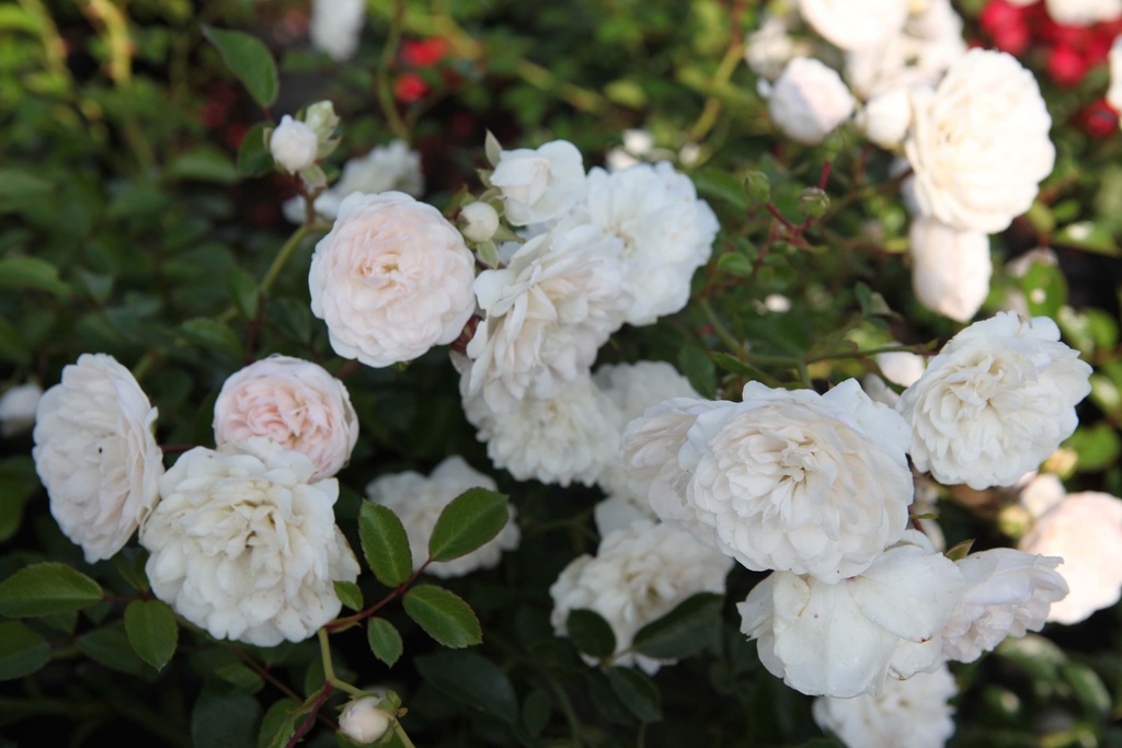[RSFO30C2] ROSA 'SEA FOAM' (Pot 2 liter, 30-40 cm)