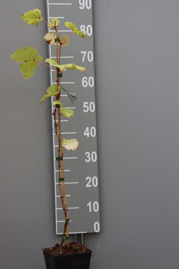 [DRCRO80C2] DRUIF 'CHASSELAS ROSÉ' (Vierkante pot 2 liter, 80-100 cm, .)