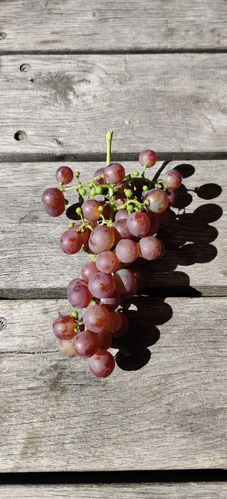 [DRCRO80C2] RAISIN 'CHASSELAS ROSÉ' (Pot carré 2 litres, 80-100 cm, .)