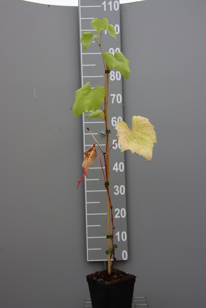 [DRVA80C2] DRUIF 'VANESSA' (Vierkante pot 2 liter, 80-100 cm, .)