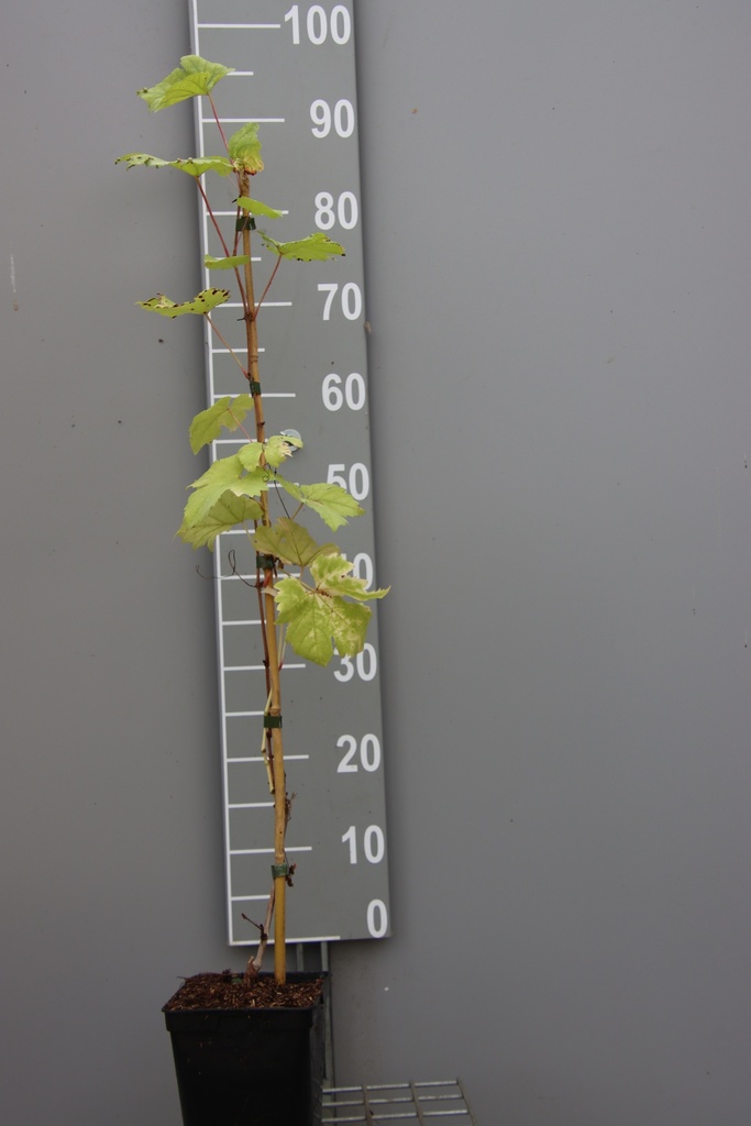 [DRVLA80C2] DRUIF 'VROEGE VAN DER LAAN' (Vierkante pot 2 liter, 80-100 cm, .)