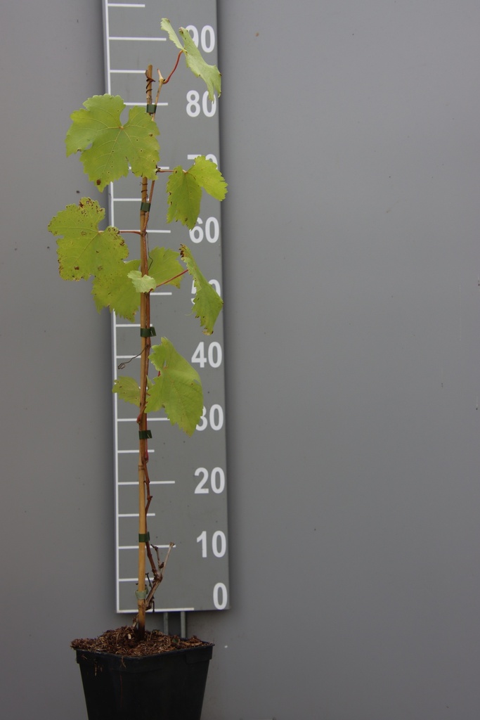[DRERO80C2] RAISIN 'EMILE ROYAL' (Pot carré 2 litres, 80-100 cm, .)