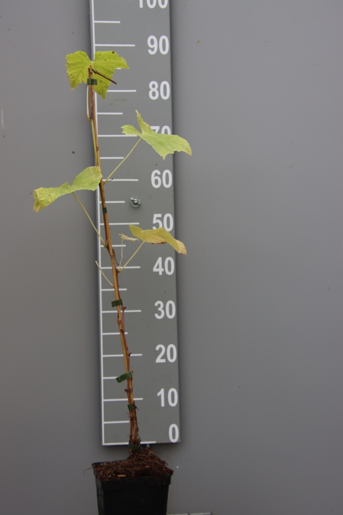 [DRLA80C2] DRUIF 'LAKEMONT' (Vierkante pot 2 liter, 80-100 cm, .)