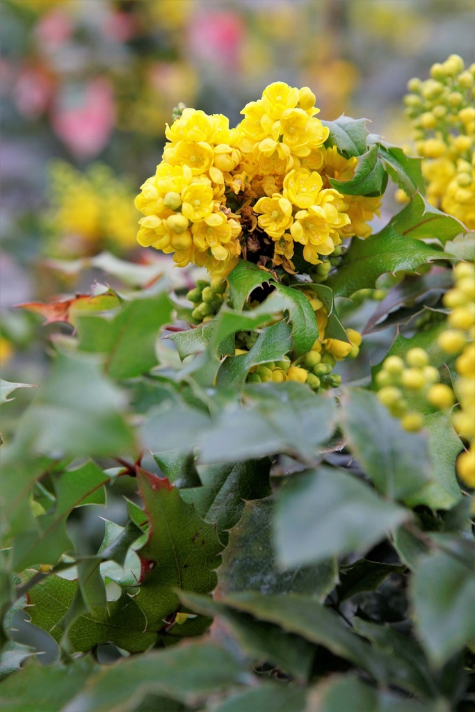 [MAQ40KL] MAHONIA AQUIFOLIUM (Motte, 40-60 cm)