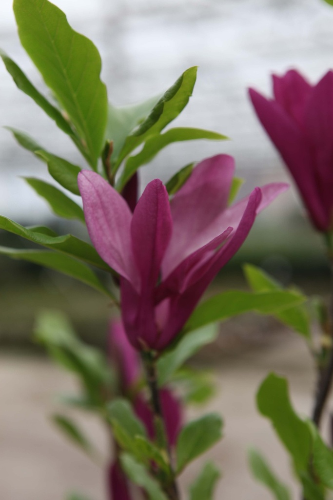 [MSU125KL] MAGNOLIA 'SUSAN' (Motte, 125-150 cm)