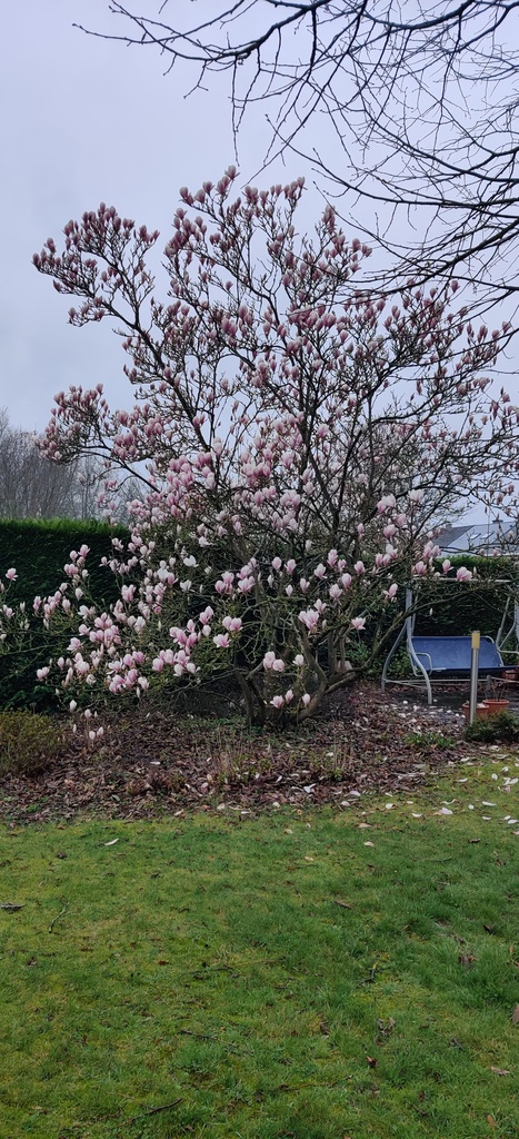 [MSO150KL] MAGNOLIA SOULANGEANA (Kluit, 150-175 cm)