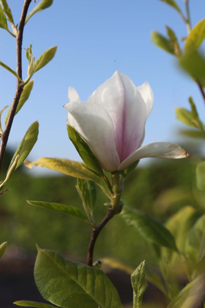 MAGNOLIA SOULANGEANA