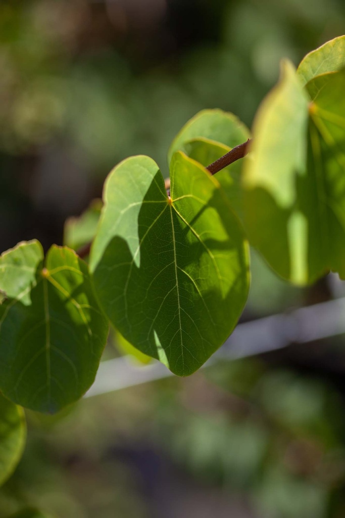 [CSI80KL] CERCIS SILIQUASTRUM (Kluit, 80-100 cm)
