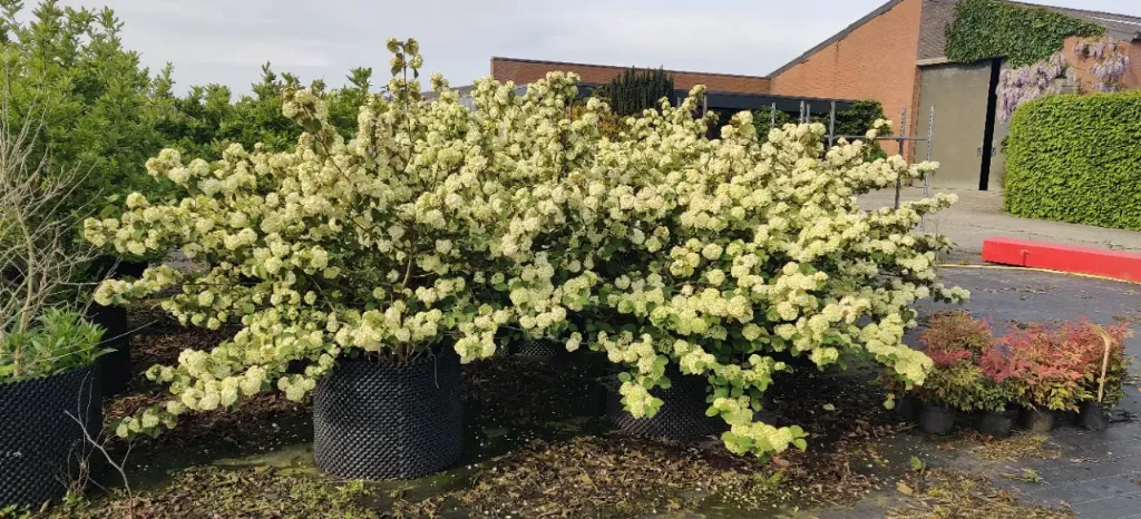 [VPGR125KL] VIBURNUM PLICATUM 'GRANDIFLORUM' (Motte, 125-150 cm)