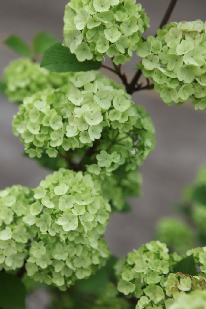 [VPGR125KL] VIBURNUM PLICATUM 'GRANDIFLORUM' (Motte, 125-150 cm)