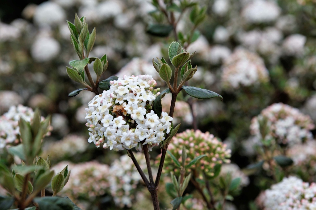 [VBU150KL] VIBURNUM BURKWOODII (Kluit, 150-175 cm)
