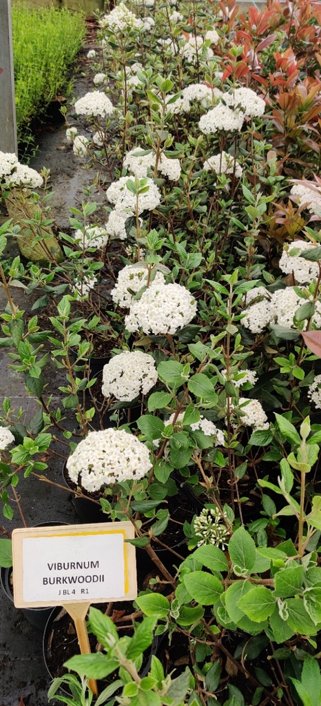 [VBU150KL] VIBURNUM BURKWOODII (Motte, 150-175 cm)