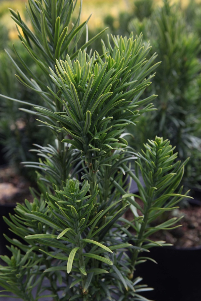 [CHFA150KL] CEPHALOTAXUS HARRINGTONIA 'FASTIGIATA' (Kluit, 150-175 cm)