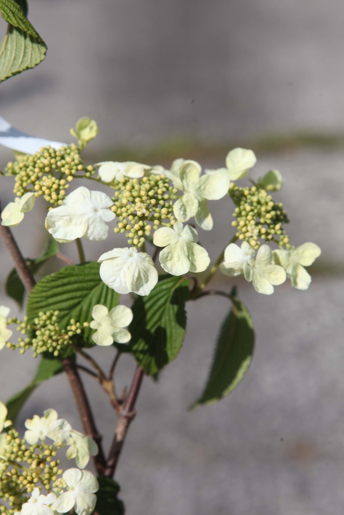 [VPMA100KL] VIBURNUM PLICATUM 'MARIESII' (Kluit, 100-125 cm)