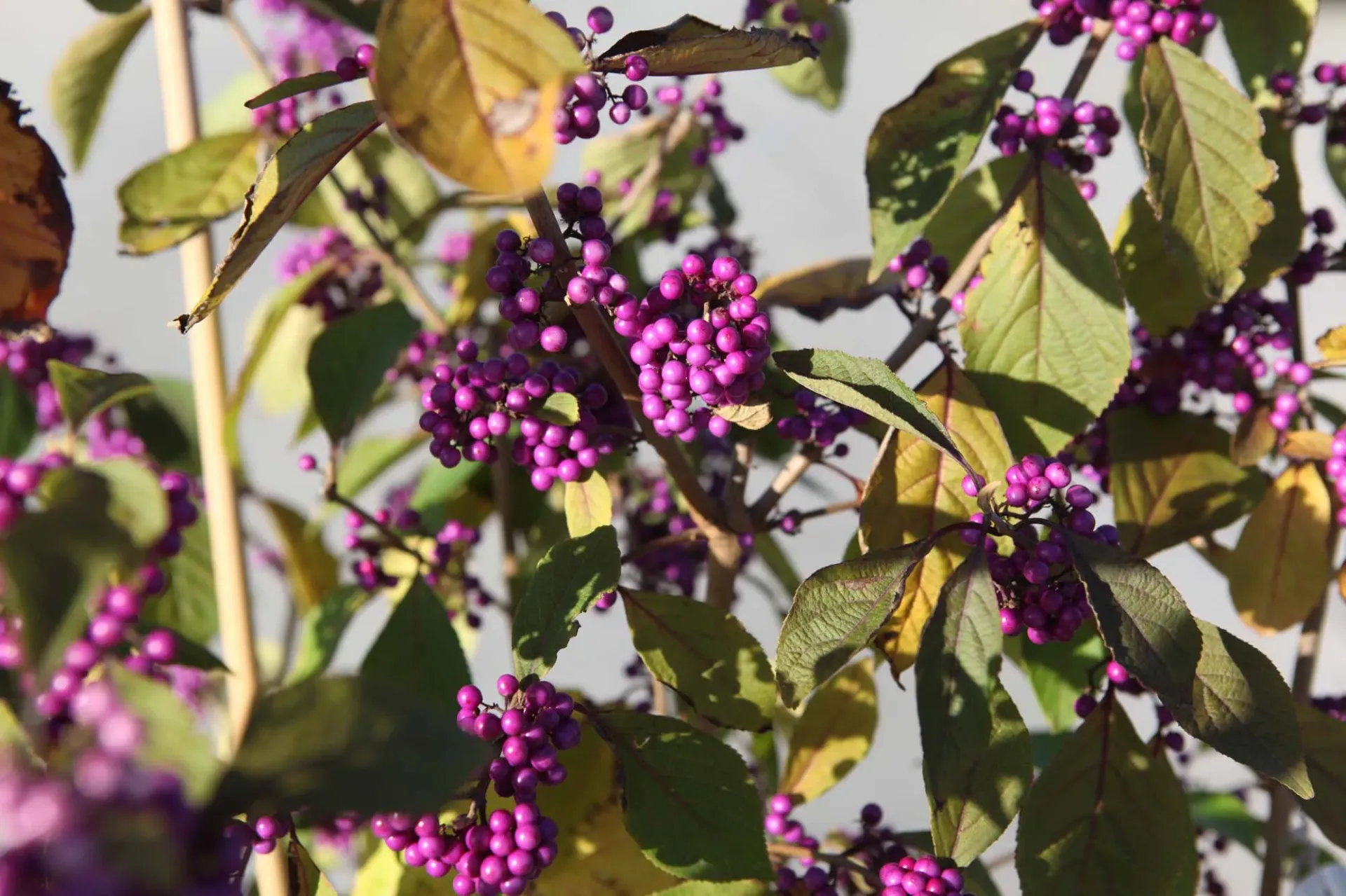 [CBPR175KL] CALLICARPA BODINIERI 'PROFUSION' (Kluit, 175-200 cm)