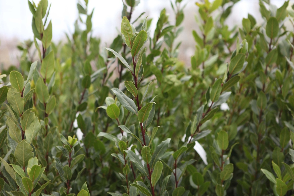 LAURUS NOBILIS