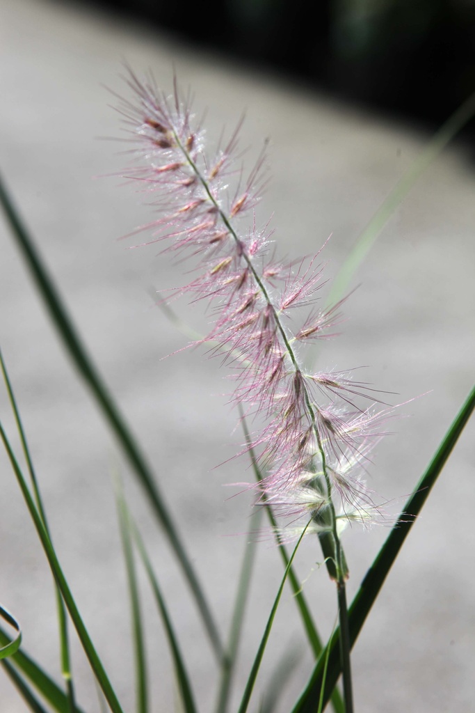 [PENODWME] PENNISETUM ORIENTALE 'JS DANCE WITH ME' (Pot 9 cm, 30-40 cm)