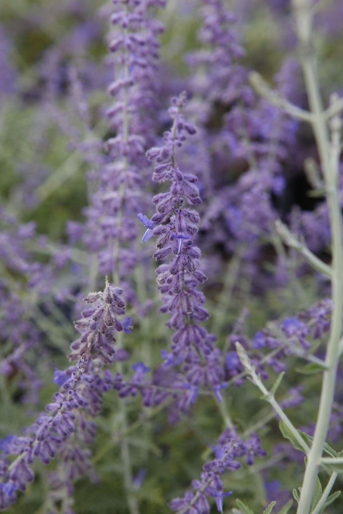 PEROVSKIA ATRIPLICIFOLIA 'BLUE SPIRE'