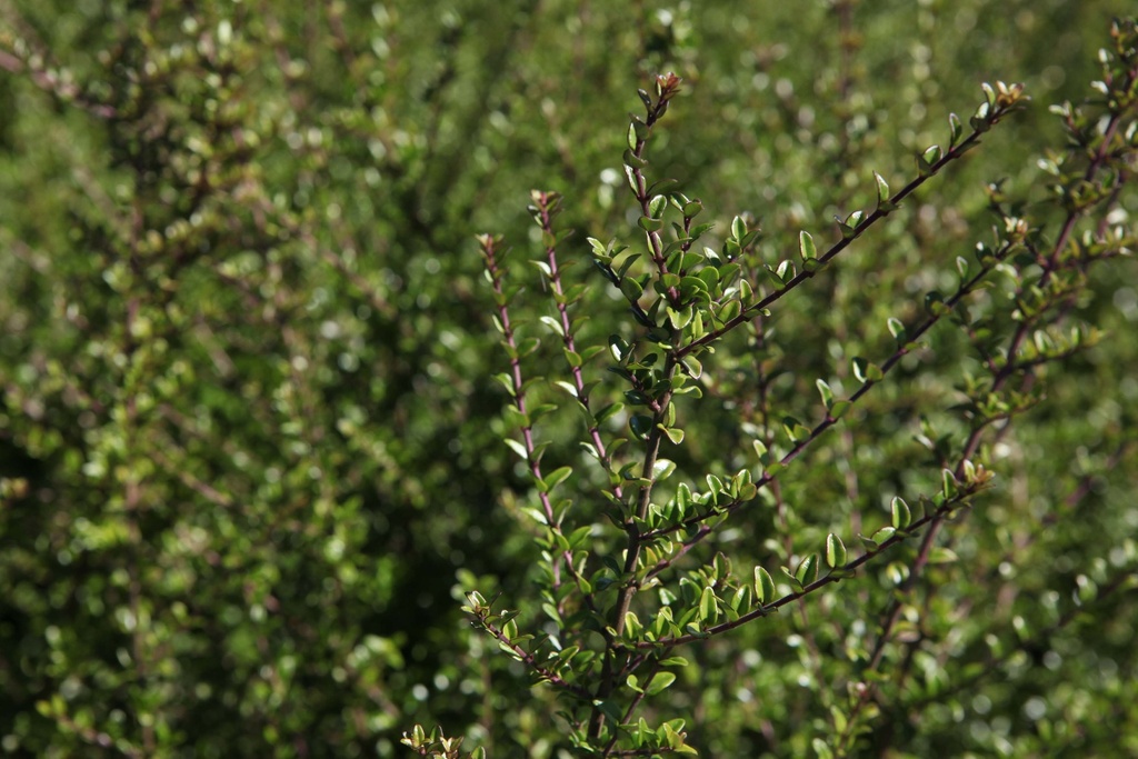 [LNI30P15] LONICERA NITIDA (Pot 15 cm, 30-40 cm)