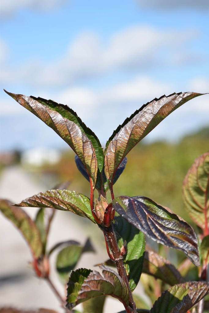 VIBURNUM BODNANTENSE 'DAWN'