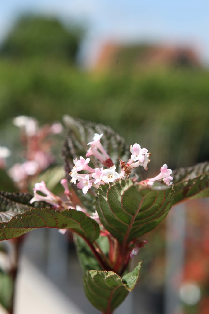VIBURNUM BODNANTENSE 'CHARLES LAMONT'