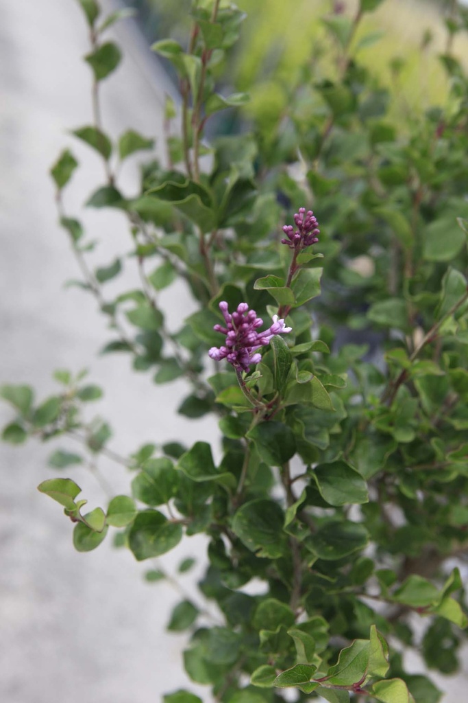 SYRINGA MEYERI 'PALIBIN'