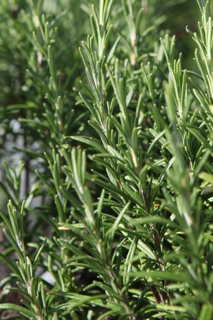 [ROSOFC2] ROSMARINUS OFFICINALIS (Pot 2 liter, 30-40 cm)