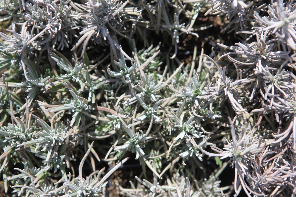 LAVANDULA ANGUSTIFOLIA 'DWARF BLUE'
