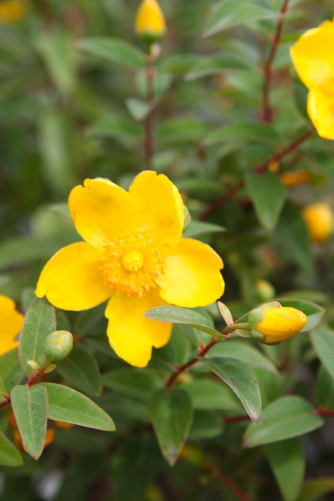 [HHI25C2] HYPERICUM 'HIDCOTE' (Pot 2 liter, 25-30 cm)
